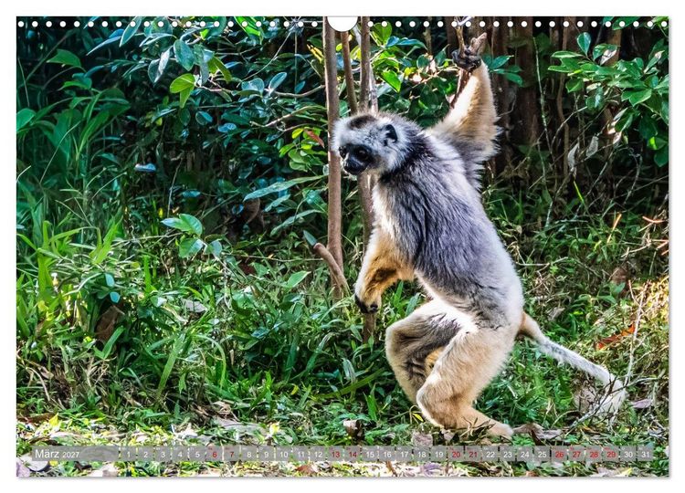 Produktbild: Wildnis Madagaskar (Wandkalender 2027 DIN A3 quer), CALVENDO Monatskalender