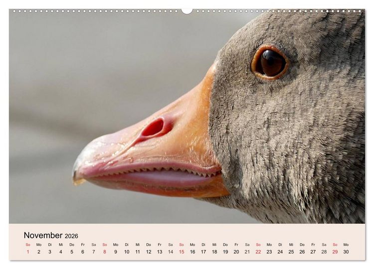 Produktbild: G&auml;nse. Von wegen dumme Gans! (hochwertiger Premium Wandkalender 2026 DIN A2 quer), Kunstdruck in Hochglanz