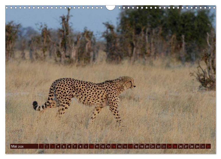 Produktbild: Afrikas wilde Sch&ouml;nheiten (Wandkalender 2026 DIN A3 quer), CALVENDO Monatskalender