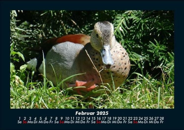 Produktbild: Enten 2025 Fotokalender DIN A5