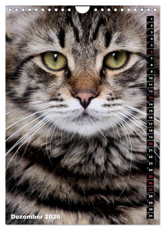 Produktbild: Istanbuls Katzen (Wandkalender 2026 DIN A4 hoch), CALVENDO Monatskalender