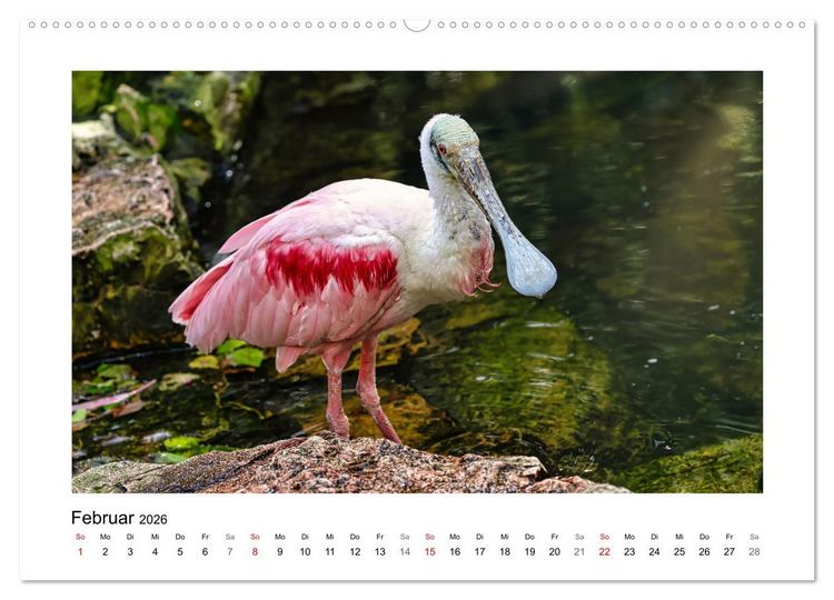 Produktbild: Zauberhaft und farbenfroh (hochwertiger Premium Wandkalender 2026 DIN A2 quer), Kunstdruck in Hochglanz