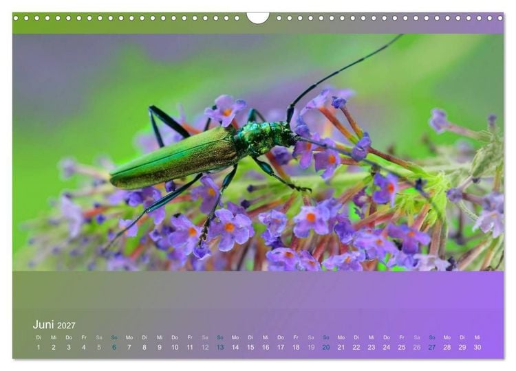 Produktbild: Falter, K&auml;fer und Co.faszinierend, doch extrem gef&auml;hrdet (Wandkalender 2027 DIN A3 quer), CALVENDO Monatskalender