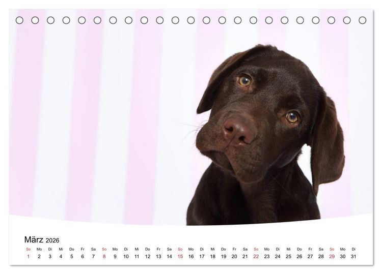 Produktbild: Labrador Welpen - Labrador Puppies (Tischkalender 2026 DIN A5 quer), CALVENDO Monatskalender