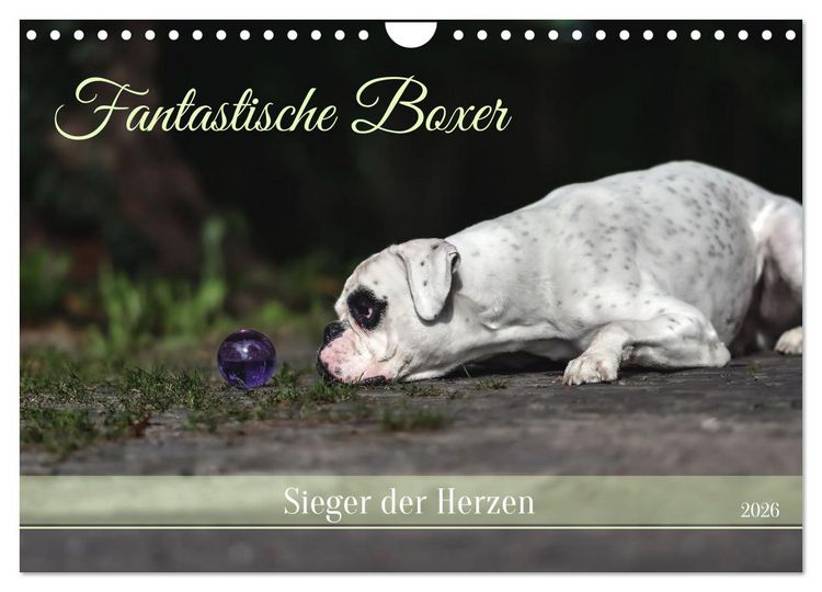 Produktbild: Fantastische Boxer - Sieger der Herzen (Wandkalender 2026 DIN A4 quer), CALVENDO Monatskalender