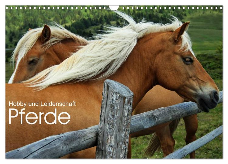 Produktbild: Pferde - Hobby und Leidenschaft (Wandkalender 2026 DIN A3 quer), CALVENDO Monatskalender