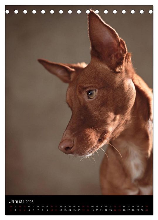 Produktbild: Stille Momente - Die sensible Seite der Hunde (Tischkalender 2026 DIN A5 hoch), CALVENDO Monatskalender