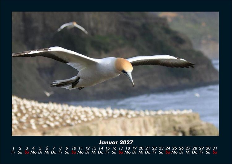 Produktbild: V&ouml;gel 2027 Fotokalender DIN A4