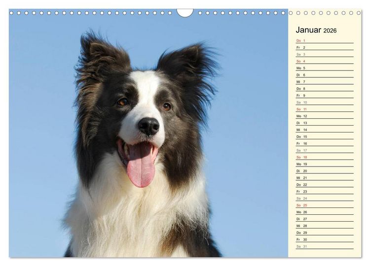 Produktbild: Border Collie 2026 (Wandkalender 2026 DIN A3 quer), CALVENDO Monatskalender