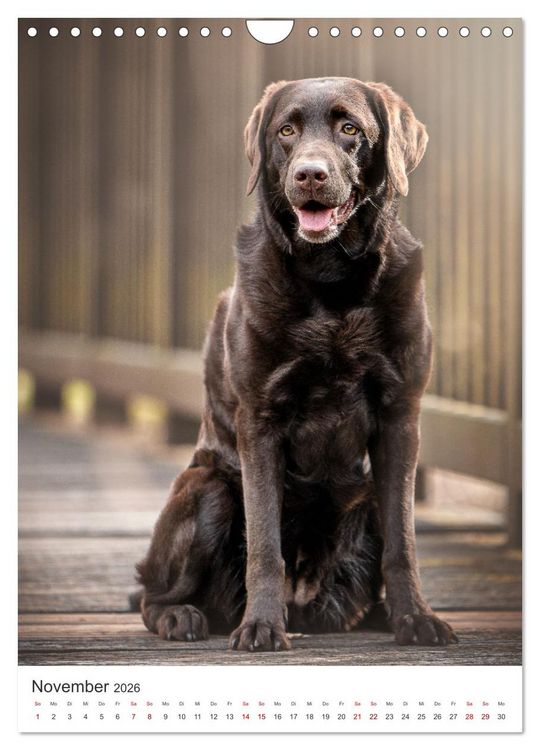 Produktbild: Hunde - Unsere treuen Wegbegleiter. (Wandkalender 2026 DIN A4 hoch), CALVENDO Monatskalender