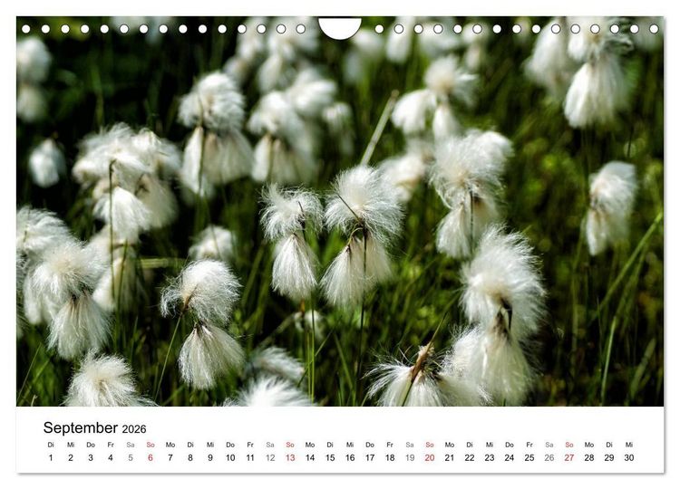 Produktbild: Paradies Naturgarten (Wandkalender 2026 DIN A4 quer), CALVENDO Monatskalender