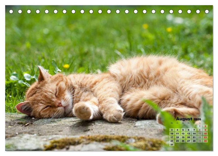 Produktbild: Katzen im Gr&uuml;nen (Tischkalender 2026 DIN A5 quer), CALVENDO Monatskalender