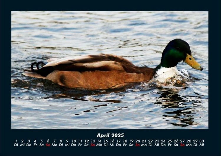 Produktbild: Enten 2025 Fotokalender DIN A4