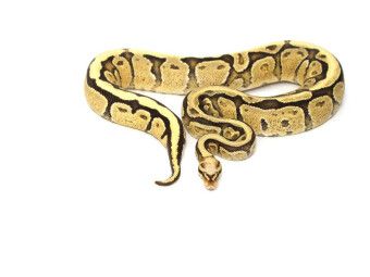 Produktbild: CALVENDO Puzzle Snake | 1000 Teile Lege-Gr&ouml;&szlig;e 64x48cm Foto-Puzzle f&uuml;r gl&uuml;ckliche Stunden