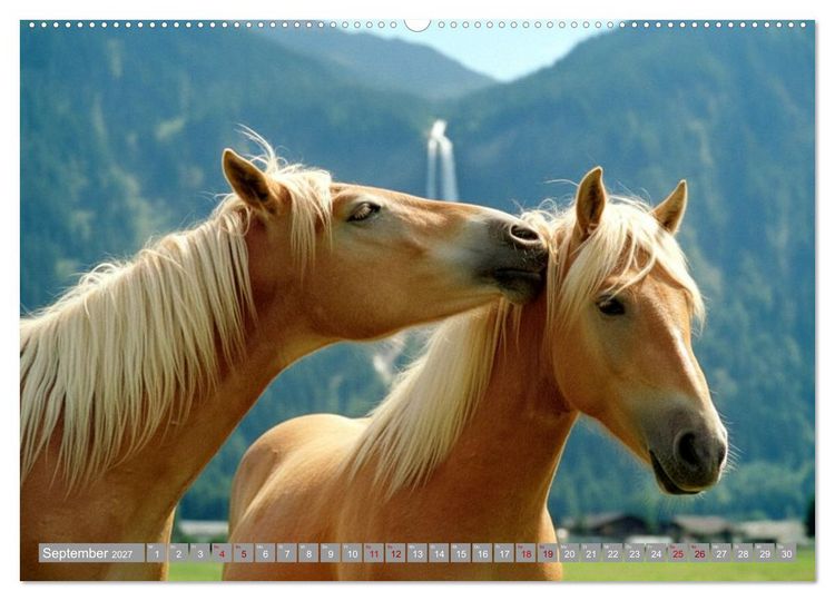 Produktbild: Alpent&auml;ler und Haflinger Pferde (Wandkalender 2027 DIN A2 quer), CALVENDO Monatskalender