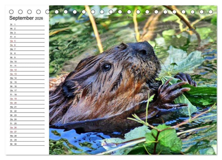 Produktbild: Das Familienleben der Biber (Tischkalender 2026 DIN A5 quer), CALVENDO Monatskalender