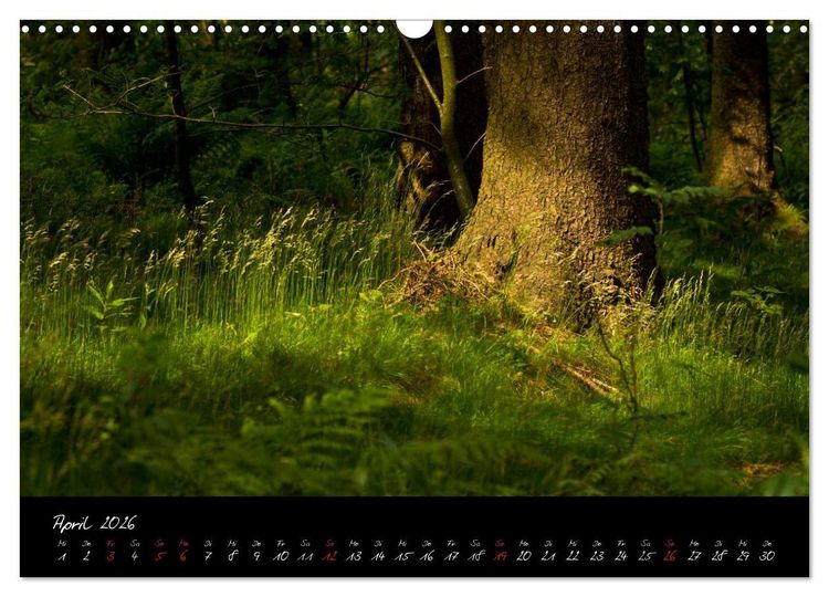 Produktbild: Wald (Wandkalender 2026 DIN A3 quer), CALVENDO Monatskalender