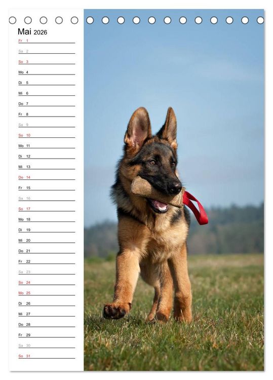 Produktbild: Deutscher Sch&auml;ferhund - unser bester Freund (Tischkalender 2026 DIN A5 hoch), CALVENDO Monatskalender