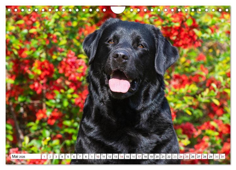 Produktbild: Freund auf 4 Pfoten - Labrador Retriever (Wandkalender 2026 DIN A4 quer), CALVENDO Monatskalender