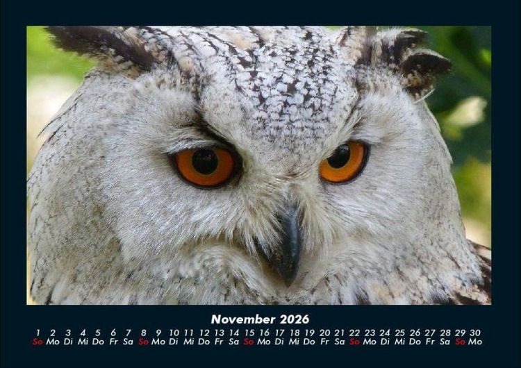 Produktbild: Vogelparadies 2026 Fotokalender DIN A4