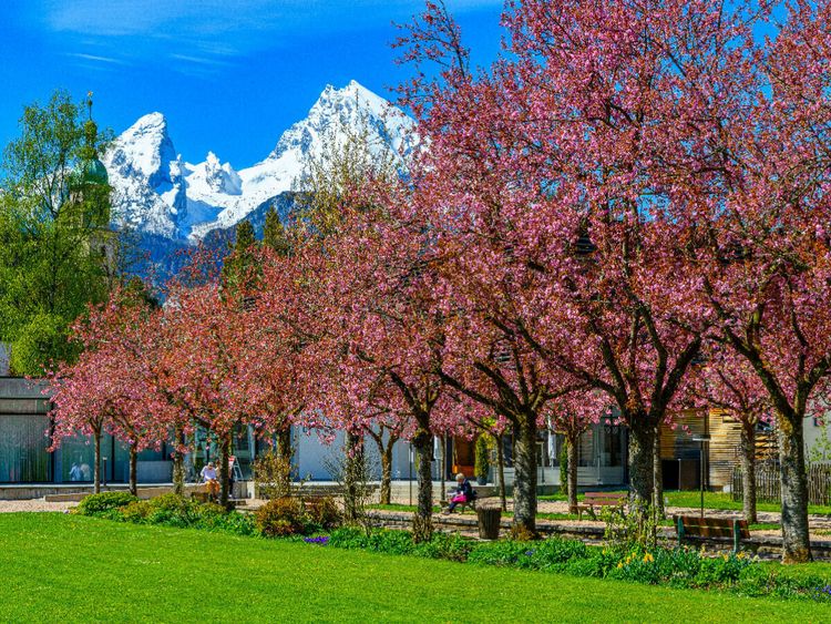 Produktbild: CALVENDO Puzzle Japanische Kirschbl&uuml;te im Kurgarten, Berchtesgaden | 1000 Teile Lege-Gr&ouml;&szlig;e 64x48cm Foto-Puzzle f&uuml;r gl&uuml;ckliche Stunden