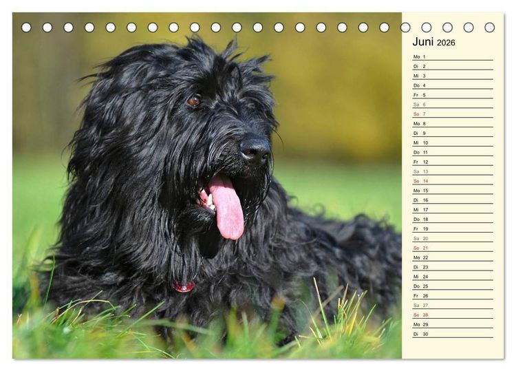 Produktbild: Altdeutsche H&uuml;tehunde - Fast vergessen (Tischkalender 2026 DIN A5 quer), CALVENDO Monatskalender