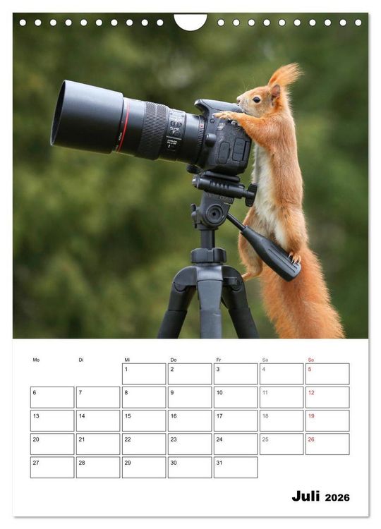 Produktbild: Die kleine Welt der Eichh&ouml;rnchen in Regensburg (Wandkalender 2026 DIN A4 hoch), CALVENDO Monatskalender