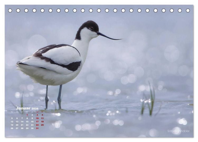 Produktbild: Wattv&ouml;gel an der Friesischen IJsselmeerk&uuml;ste (Tischkalender 2026 DIN A5 quer), CALVENDO Monatskalender