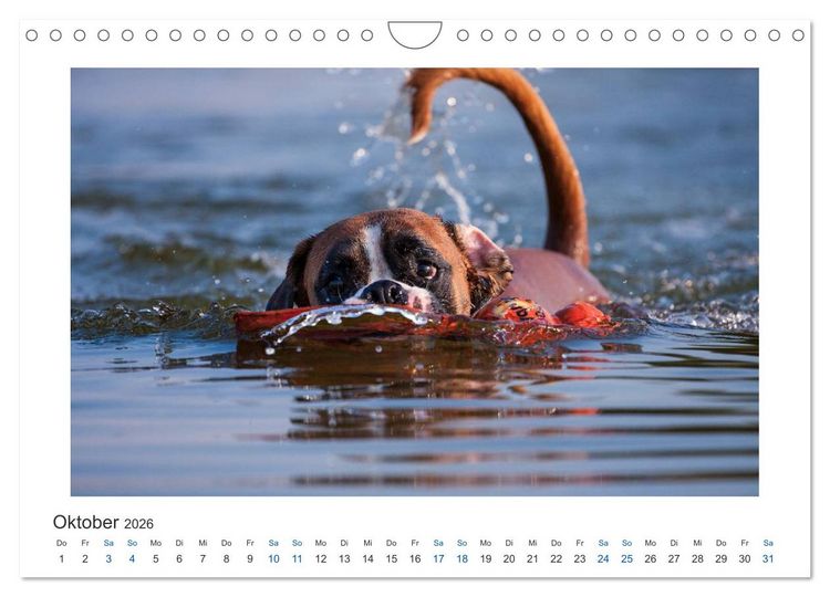 Produktbild: Deutscher Boxer - Boxer im Wasser 2026 (Wandkalender 2026 DIN A4 quer), CALVENDO Monatskalender