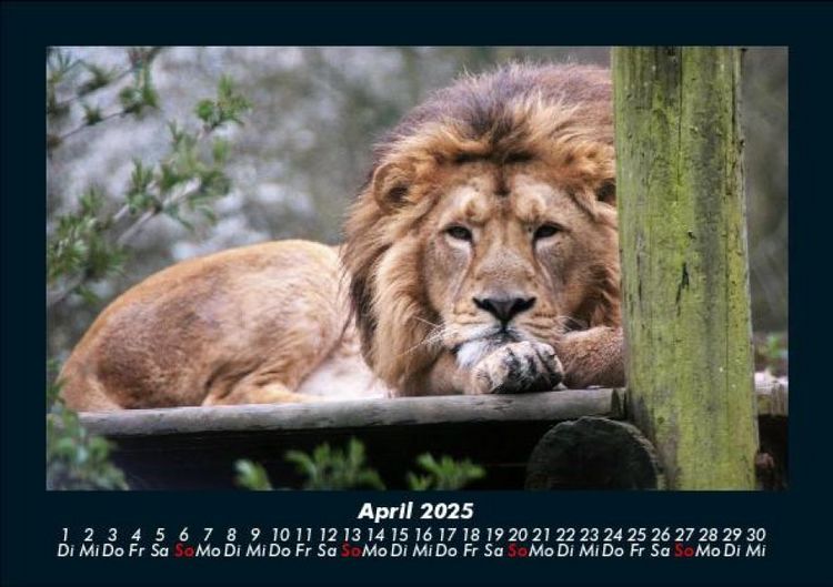 Produktbild: L&ouml;wen in der Wildnis 2025 Fotokalender DIN A5