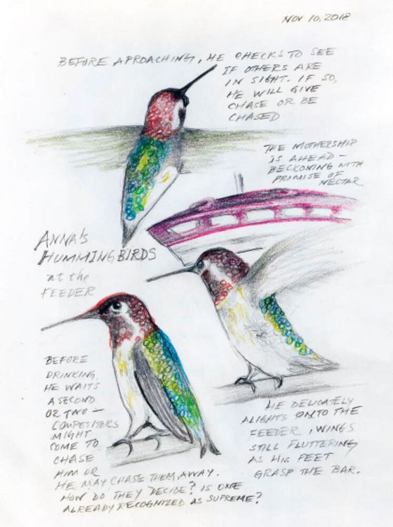 Produktbild: The Backyard Bird Chronicles