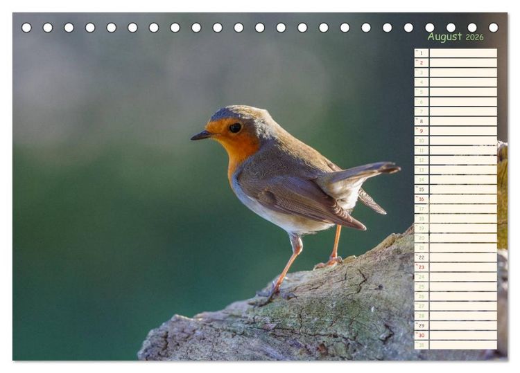 Produktbild: Gefiederte Sch&ouml;nheiten - Das Rotkehlchen / Planer (Tischkalender 2026 DIN A5 quer), CALVENDO Monatskalender