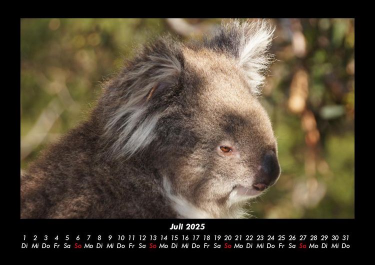 Produktbild: Koala 2025 Fotokalender DIN A3