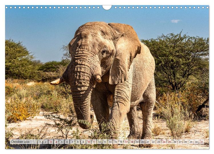 Produktbild: Abenteuerliches Namibia (Wandkalender 2026 DIN A3 quer), CALVENDO Monatskalender