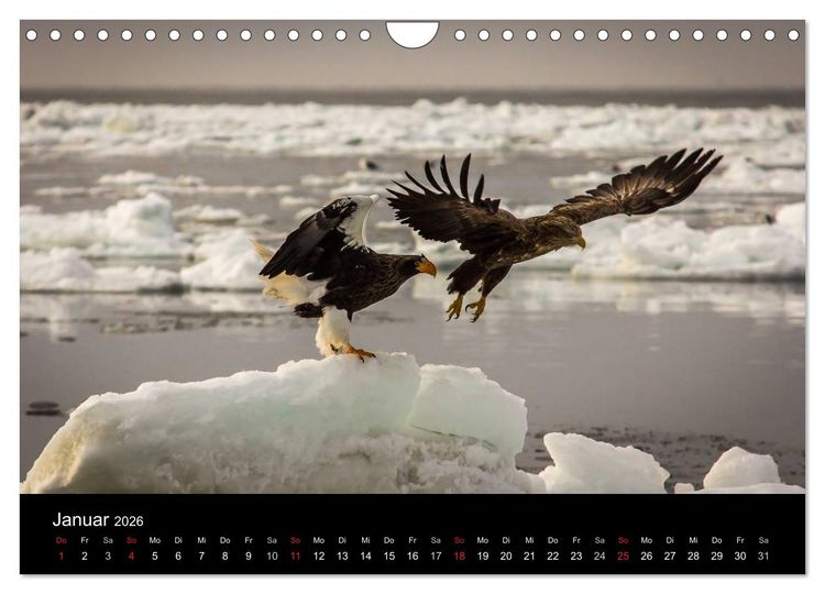 Produktbild: Seeadler - K&ouml;nige der L&uuml;fte (Wandkalender 2026 DIN A4 quer), CALVENDO Monatskalender