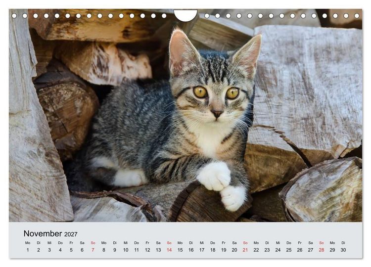 Produktbild: Katzen im Garten (Wandkalender 2027 DIN A4 quer), CALVENDO Monatskalender