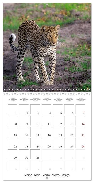 Produktbild: CATS OF AFRICA (Wall Calendar 2027 12 &times; 12 Inch) CALVENDO 12 Month Wall Calendar