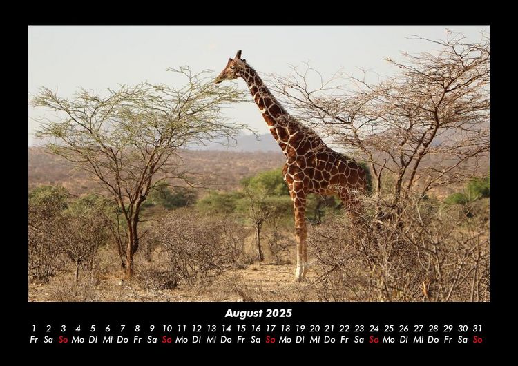 Produktbild: Giraffen 2025 Fotokalender DIN A3