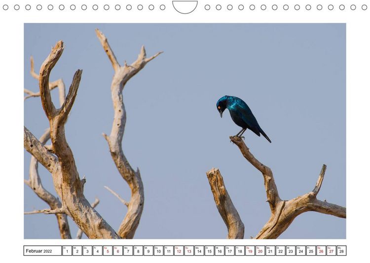 Produktbild: Wildlife - Tiere in Namibia (Wandkalender 2022 DIN A4 quer)