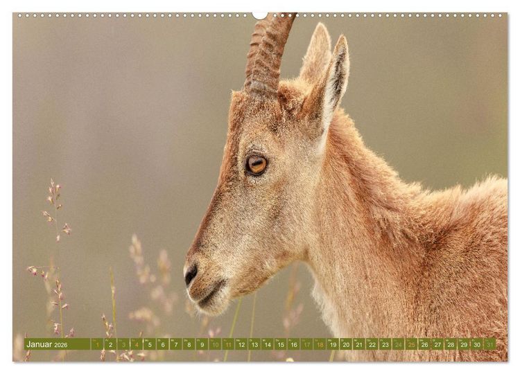 Produktbild: Steinb&ouml;cke am Niederhorn (Wandkalender 2026 DIN A2 quer), CALVENDO Monatskalender