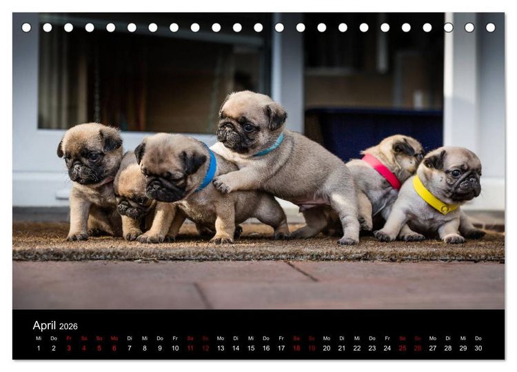 Produktbild: Mopswelpen (Tischkalender 2026 DIN A5 quer), CALVENDO Monatskalender