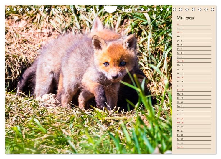 Produktbild: Verspielte Fuchswelpen - Allein zu Haus' (Wandkalender 2026 DIN A4 quer), CALVENDO Monatskalender
