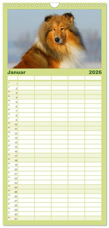 Produktbild: Familienplaner 2026 - Faszination Collie 2026 mit 5 Spalten (Wandkalender, 21 x 45 cm) CALVENDO