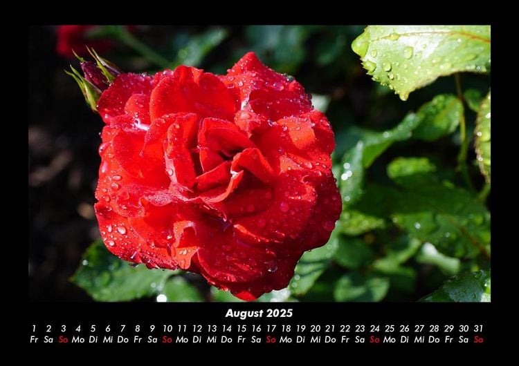 Produktbild: Strahlend sch&ouml;ne Rosen 2025 Fotokalender DIN A3