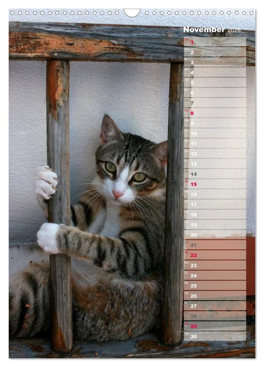 Produktbild: Hauskatzen (Wandkalender 2026 DIN A3 hoch), CALVENDO Monatskalender