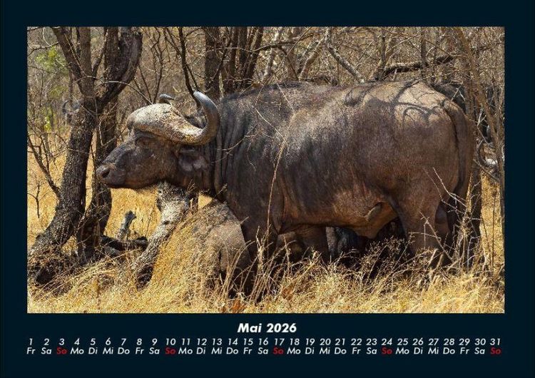 Produktbild: Welt der Tiere 2026 Fotokalender DIN A4
