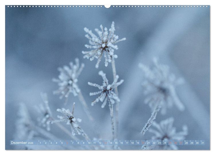 Produktbild: Die Poesie der Pflanzenwelt - Im Wandel der Jahreszeiten (hochwertiger Premium Wandkalender 2026 DIN A2 quer), Kunstdruck in Hochglanz