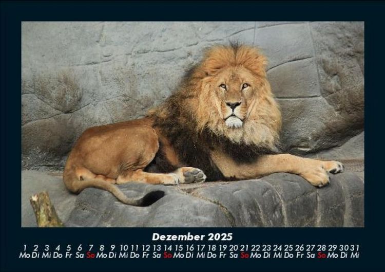 Produktbild: L&ouml;wen in der Wildnis 2025 Fotokalender DIN A5