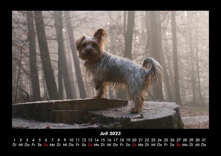 Produktbild: Hunde 2025 Fotokalender DIN A3