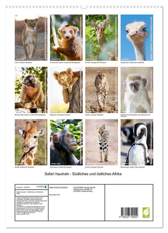 Produktbild: Safari hautnah - S&uuml;dliches und &ouml;stliches Afrika (hochwertiger Premium Wandkalender 2026 DIN A2 hoch), Kunstdruck in Hochglanz